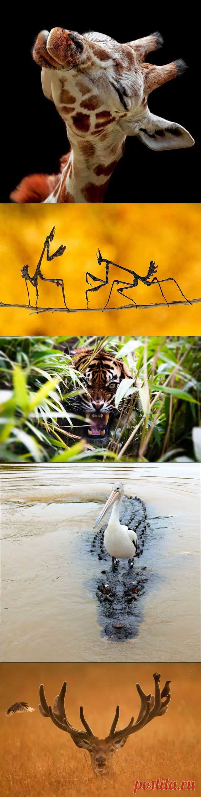 Живая планета: Красота без фотошопа | ЖИВОЙ УГОЛОК