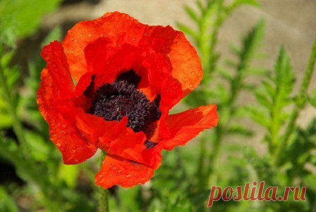 Весенняя пересадка многолетних садовых цветов – делаем правильно | Прочие многолетники (Огород.ru)