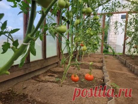 Почему в теплице не завязываются помидоры: 3 ошибки микроклимата, которые вы создаете сами. Каждый огородник ждет первых завязей на кустах томатов, но иногда цветы остаются пустыми.