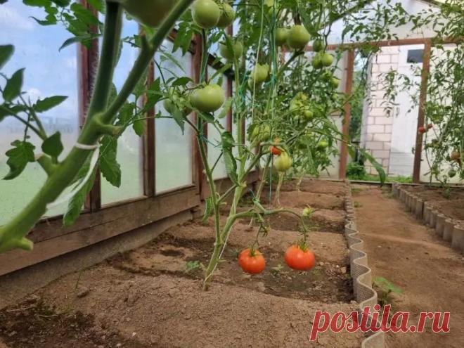 Почему в теплице не завязываются помидоры: 3 ошибки микроклимата, которые вы создаете сами. Каждый огородник ждет первых завязей на кустах томатов, но иногда цветы остаются пустыми.