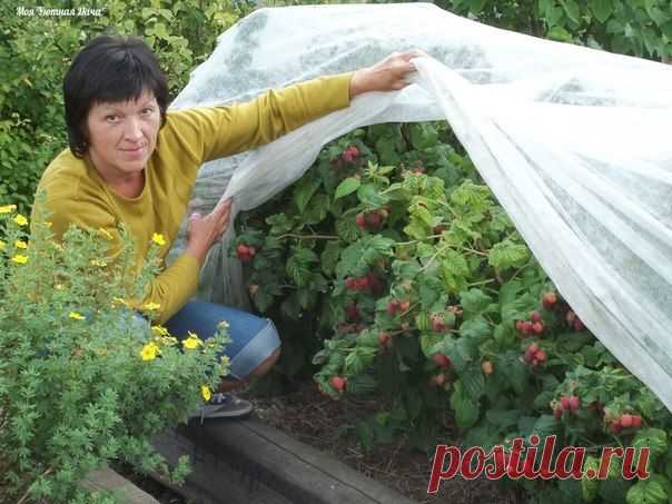 Сад, цветник и огород. Омоложение малинника.