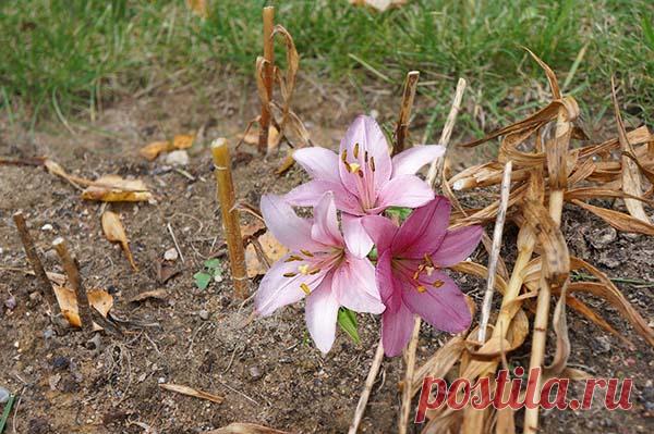 Уход за лилиями осенью и подготовка к зиме: обрезка, подкормка и укрытие