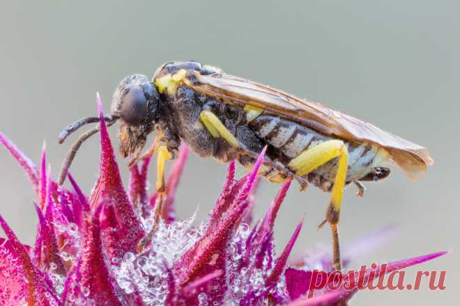 Sawfly An attractive sawfly on chia sage (Salvia columbariae). The subject moved a lot, requiring lots of retouching. Still, it's an attractive subject on an interesting flower, so I'm pleased with the result.  This is a 60-shot stack, natural light. The displayed exif info is a little off. The first shot was f/10.0, but most of the shots were f/5.6.