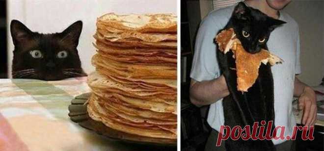 «Ни стыда, ни совести!» 30 фото самых обнаглевших морд