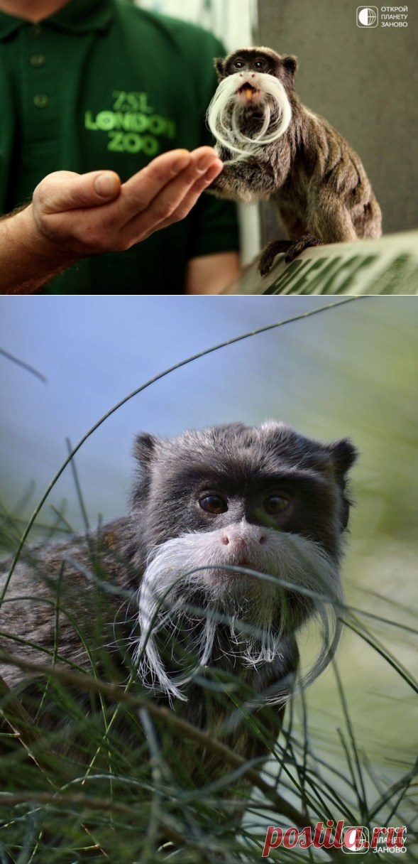 Императорский Тамарин