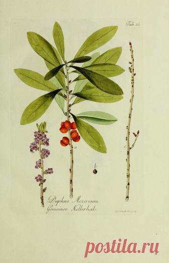 Общее древовидение в Австрии: или изображения отечественных и зарубежных деревьев и кустарников, посадка которых возможна и полезна в Австрии: Шмидт, Франц, 1751-1835 гг.: Бесплатная загрузка, заимствование и потоковая передача: Интернет-архив