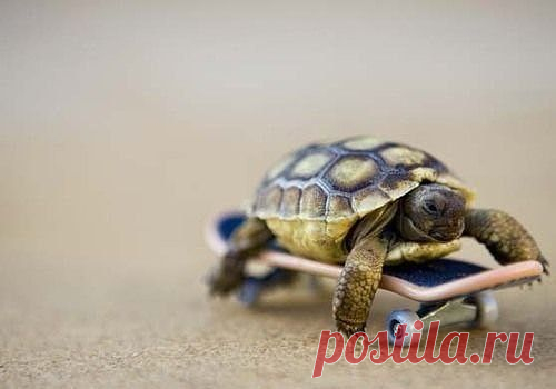 Не важно с какой скоростью ты движешься к своей цели, главное не останавливаться
© Конфуций