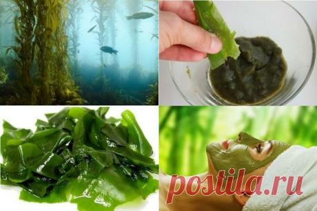 ЧЕРЕЗ ДВЕ-ТРИ НЕДЕЛИ ВЫ БУДЕТЕ МОЛОЖЕ НА ДВА-ТРИ ГОДА.

А еще через две-три недели - на четыре-шесть лет!

Очень простой и доступный рецепт.

Покупаем в аптеке сушеные водоросли - ламинарию.

* Насыпаем в чашку 2-3 ч. ложки, заливаем 4-5 ч. ложками кипятка, размешиваем до однородной массы, накрываем блюдцем и оставляем запариватся на 5-10 минут.

* Главное - не налить много воды, иначе потом тяжело будет наносить на лицо - смесь будет стекать.

* Добавляем несколько капель...