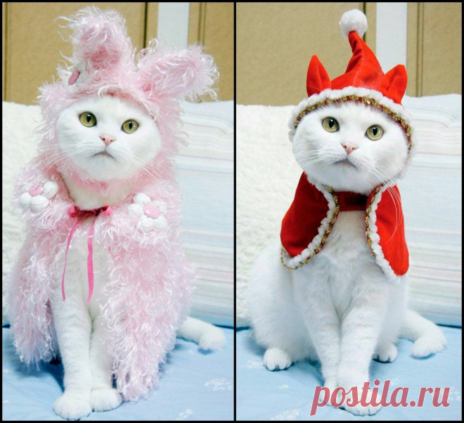 кот своими руками - Поиск в Google