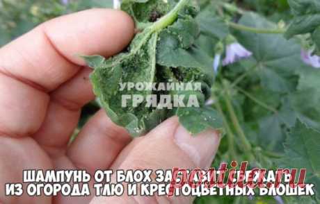 ШАМПУНЬ ОТ БЛОХ ЗАСТАВИТ СБЕЖАТЬ ИЗ ОГОРОДА ТЛЮ И КРЕСТОЦВЕТНЫХ БЛОШЕК
Есть и у меня один совет, который я использую в себя в саду! Против тли и крестоцветных блошек я случайно нашла отличный рецепт.
Навела в ведре раствор (3 столовых ложки на 10 л воды) и опрыскала всю свою капусту, редиску, репу. А заодно и розы, на которых плотно обосновалась тля. И знаете что – ни блошки, ни тли не стало.
Теперь лечу от них свои посадки шампунем от блох раз в неделю. Не дорого, а результат – ВО!