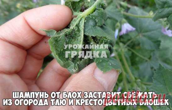 ШАМПУНЬ ОТ БЛОХ ЗАСТАВИТ СБЕЖАТЬ ИЗ ОГОРОДА ТЛЮ И КРЕСТОЦВЕТНЫХ БЛОШЕК
Есть и у меня один совет, который я использую в себя в саду! Против тли и крестоцветных блошек я случайно нашла отличный рецепт.
Навела в ведре раствор (3 столовых ложки на 10 л воды) и опрыскала всю свою капусту, редиску, репу. А заодно и розы, на которых плотно обосновалась тля. И знаете что – ни блошки, ни тли не стало.
Теперь лечу от них свои посадки шампунем от блох раз в неделю. Не дорого, а результат – ВО!