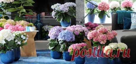 Стимуляторы роста для комнатных растений. Нужно ли применять?