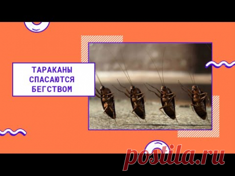 ✅Способ как избавиться от тараканов // Без трупов // Без отравы на виду //☣️