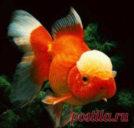 Оранда красная