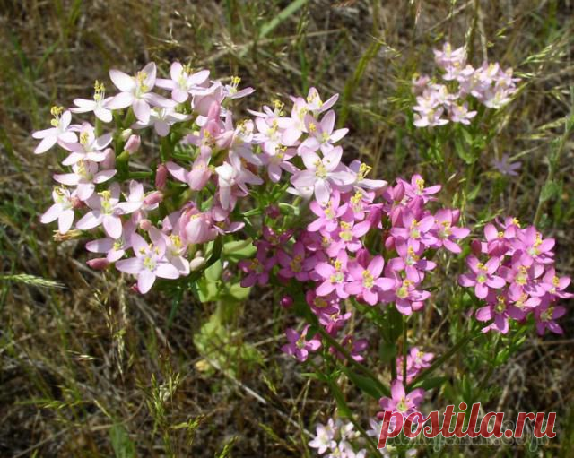 Как укрепить нервную систему