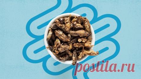 Ужасно вкусно: Почему насекомые - будущее питания! | Aprazer.com.ru | Дзен