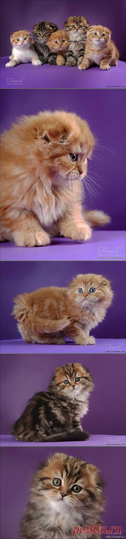 Чудная банда шотландских котят!.
