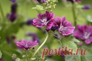 Просвирник лесной: свойства, польза и лечебное применение | Полезные инструкции от aif.ru