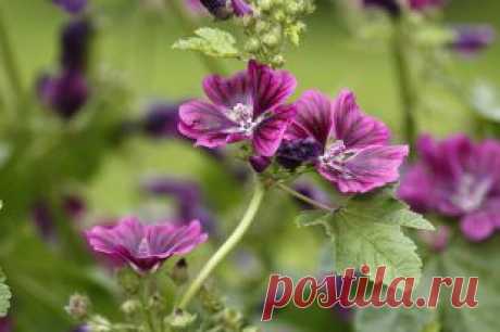 Просвирник лесной: свойства, польза и лечебное применение | Полезные инструкции от aif.ru