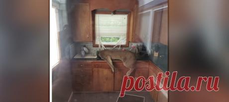 Ситуация: сидишь ты себе дома, никого не трогаешь, как вдруг через твой двухметровый забор перемахивает пума, разбивает окно, вламывается на кухню и спустя какое-то время вырубается, засунув голову в раковину. Не волнуйтесь, с животным сейчас все в порядке.