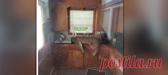 Ситуация: сидишь ты себе дома, никого не трогаешь, как вдруг через твой двухметровый забор перемахивает пума, разбивает окно, вламывается на кухню и спустя какое-то время вырубается, засунув голову в раковину. Не волнуйтесь, с животным сейчас все в порядке.