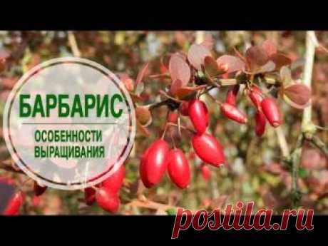 Барбарис. Особенности выращивания. Барбарис относится к кустарникам из семейства Барбарисовых. Он может расти как на солнце, так и в тени. Но само растение л...