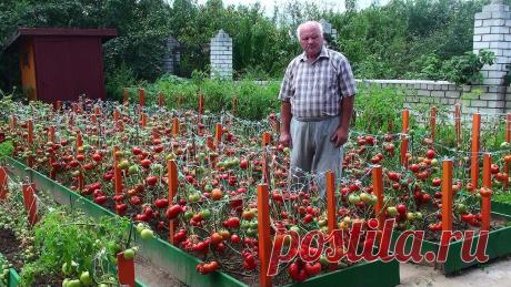 Одноклассники    Урожай 2015 года сорта "Виттас" моей селекции.