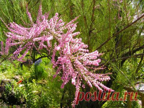 Кустарник тамарикс: посадка и уход, виды и сорта, фото