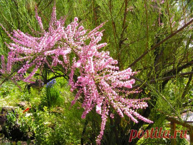 Кустарник тамарикс: посадка и уход, виды и сорта, фото