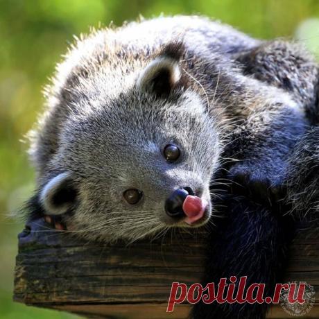 Бинтуронг: Что получится, если смешать медведя, кошку, собаку, обезьяну и скунса? И почему от него пахнет попкорном?