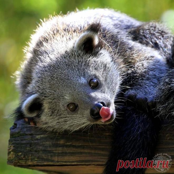 Бинтуронг: Что получится, если смешать медведя, кошку, собаку, обезьяну и скунса? И почему от него пахнет попкорном?⁠