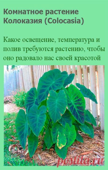 Комнатное растение Колоказия (Colocasia). Колоказия - бесстебельное клубневое растение, выращиваемое, как правило, ради крупных сердцевидных или стреловидных листьев на длинных черешках. Родина этих растений - Юго-Восточная Азия. Колоказии считаются близкими родственниками алоказий и порой в справочниках по декоративным растениям отдельно от них не обсуждаются.