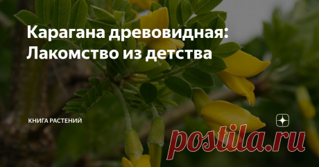 Карагана древовидная: Лакомство из детства Эх, вот бы вернуться в детство… Беззаботная пора, где единственной проблемой в жизни обычно было то, что Димка не дал тебе погонять на своём новом велике, а вредина Галка заехала по лбу лопаткой. И никакие деликатесы настоящего не сравнятся со вкусностями из прошлого. И сегодня #КнигаРастений напомнит вам об одном лакомстве из детства - карагане древовидной (Caragána arboréscens). Сейчас все, кто читает эту статью, явно задумчиво ...