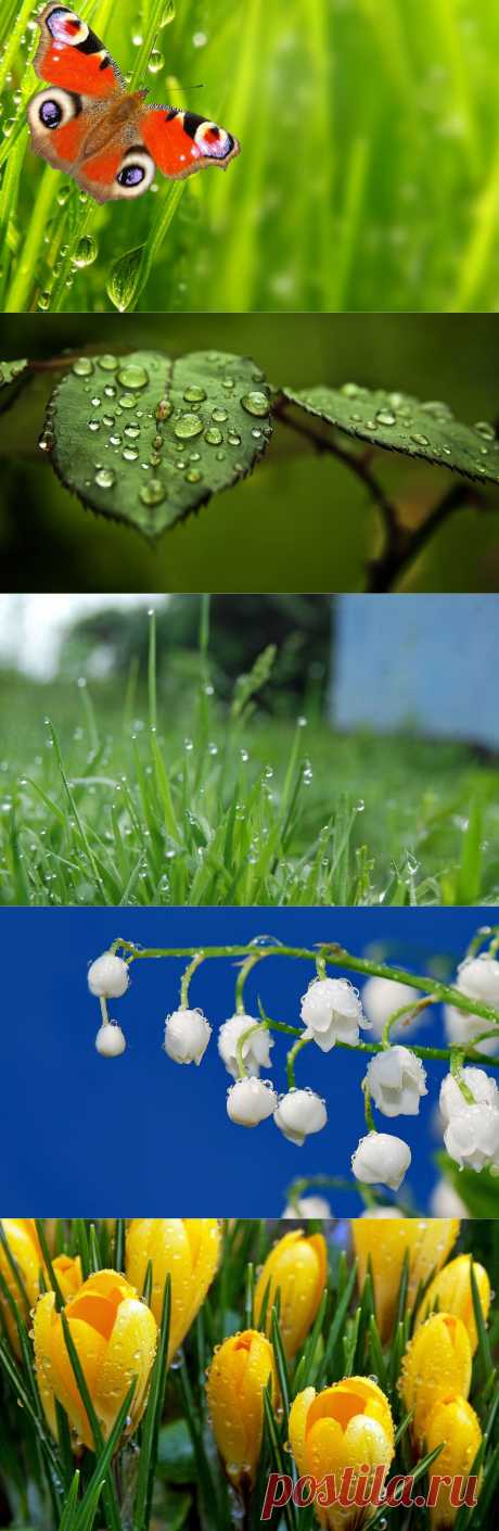 Чудесные фотографии утренней росы! - ЖУРНАЛ СО ВКУСОМ
