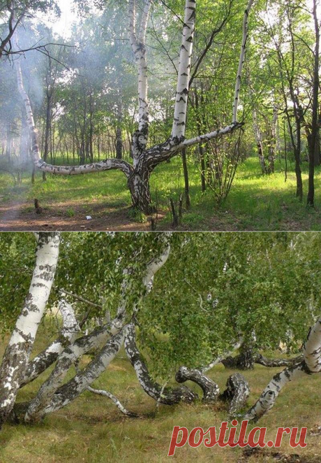 Чертово логово (Волгоградская область).В Волгоградской области, на гряде именуемой Медвецкой, находится место, названное Чертовым логовом. По полученным сведениям, в этом месте происходит самопроизвольное возгорание людей. Были обнаружены трупы местного пастуха Мамаева Юрия в 1990 году и комбайнера Цуканова Ивана. Но достоверно известно, что Иван сгорел, спасая комбайн и хлебное поле от неожиданно возникшего пожара.Самые жуткие места в России, леденящие кровь • НОВОСТИ В ФОТОГРАФИЯХ