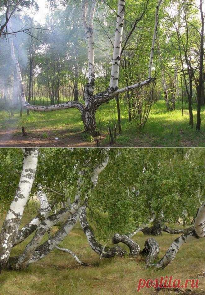 Чертово логово (Волгоградская область).В Волгоградской области, на гряде именуемой Медвецкой, находится место, названное Чертовым логовом. По полученным сведениям, в этом месте происходит самопроизвольное возгорание людей. Были обнаружены трупы местного пастуха Мамаева Юрия в 1990 году и комбайнера Цуканова Ивана. Но достоверно известно, что Иван сгорел, спасая комбайн и хлебное поле от неожиданно возникшего пожара.Самые жуткие места в России, леденящие кровь • НОВОСТИ В ФОТОГРАФИЯХ