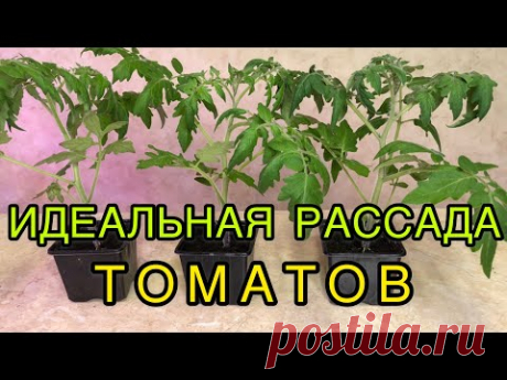 ДВА СПОСОБА ПИКИРОВКИ ТОМАТОВ ДЛЯ ИДЕАЛЬНОЙ РАССАДЫ