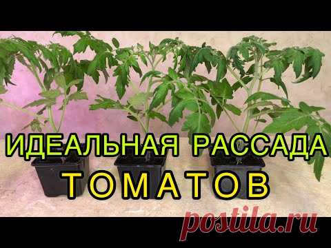 ДВА СПОСОБА ПИКИРОВКИ ТОМАТОВ ДЛЯ ИДЕАЛЬНОЙ РАССАДЫ