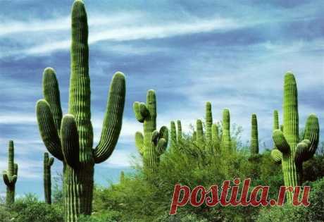 Гигантские кактусы сагуаро в пустыне Сонора — Путешествия