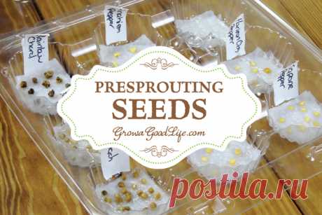 Benefits of Pre-sprouting Seeds One of the most frustrating things about starting seeds is waiting for them to emerge from the soil. Pre-sprouting seeds germinates seeds before planting.
