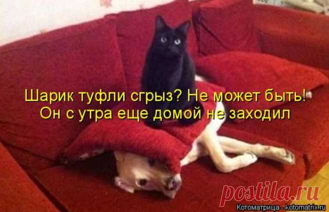 НАПРАСНЫЙ НАВЕТ | KotoMail.ru