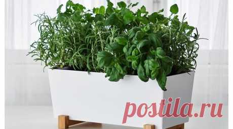 Огород круглый год: выращивание зелени на подоконнике в домашних условиях 
Разбираемся, какие условия необходимо соблюдать для успешной посадки,а также какие виды зелени без труда можно вырастить к квартире.

Источник: @da.studio_magadan





Зелень на подоконнике круглый г…