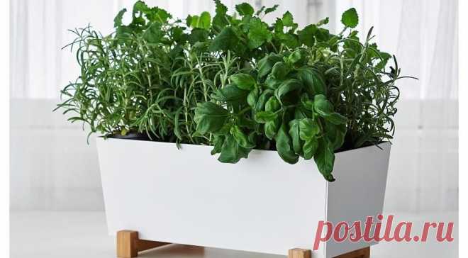 Огород круглый год: выращивание зелени на подоконнике в домашних условиях 
Разбираемся, какие условия необходимо соблюдать для успешной посадки,а также какие виды зелени без труда можно вырастить к квартире.

Источник: @da.studio_magadan





Зелень на подоконнике круглый г…