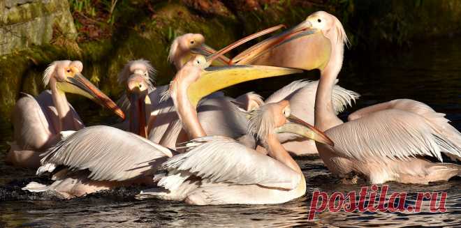 Птицу пеликан узнает даже маленький ребёнок. Только у него есть своеобразный клюв. Вот только на всём земном шаре насчитывается всего восемь видов этих птиц.