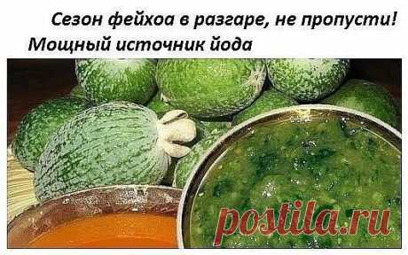 Фейхоа уникальна тем, что по содержанию йода ее можно сравнить с морепродуктами (до 50 мг на 100 г мякоти). Плоды рекомендованы для лечения заболеваний щитовидной железы, связанных с недостатком йода в организме.

Заболевания щитовидки
Также их полезно употреблять при атеросклерозе, авитаминозе, заболеваниях желудочно-кишечного тракта и пиелонефрите. Фейхоа укрепляет иммунитет и эффективно противостоит простудным заболеваниям.
Фотография
Сырое варенье из фейхоа — самый вер...