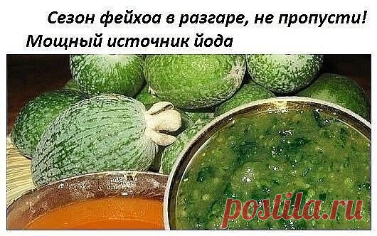 Фейхоа уникальна тем, что по содержанию йода ее можно сравнить с морепродуктами (до 50 мг на 100 г мякоти). Плоды рекомендованы для лечения заболеваний щитовидной железы, связанных с недостатком йода в организме.

Заболевания щитовидки
Также их полезно употреблять при атеросклерозе, авитаминозе, заболеваниях желудочно-кишечного тракта и пиелонефрите. Фейхоа укрепляет иммунитет и эффективно противостоит простудным заболеваниям.
Фотография
Сырое варенье из фейхоа — самый вер...