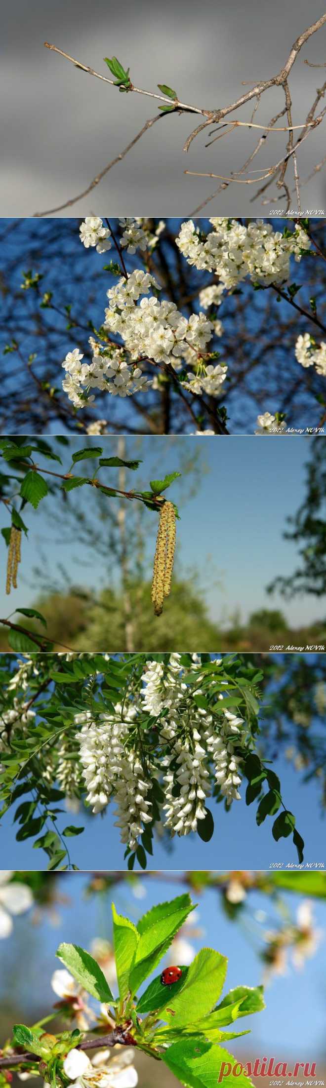 (+1) тема - Фотопрогулки. Глоток весны | ЛЮБИМЫЕ ФОТО
