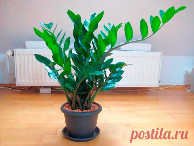 Комнатное растение Замиокулькас (Zamioculcas). Это редкое растение получило свое название благодаря своему внешнему виду, напоминающему растения из рода Замия. Толстые прямостоящие мясистые стебли замиокулькаса, покрытые глянцевыми яйцевидными листьями, сразу привлекают к себе внимание.