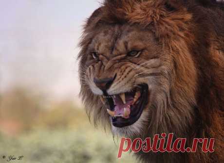 angry cat by Yair-Leibovich on DeviantArt