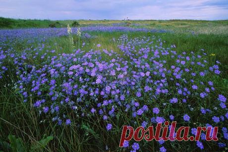 Семена льна для похудения и очищения кишечника. | Советы Народной Мудрости